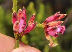 Erica cristata