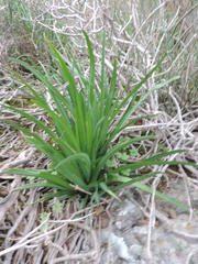 Tulbaghia capensis