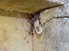 Friesella schrottkyi