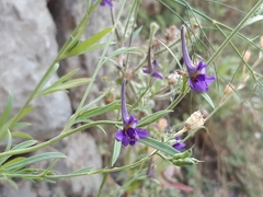 Delphinium peregrinum