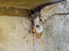 Friesella schrottkyi