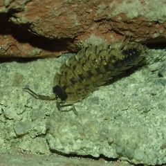 Porcellio spinicornis