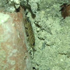 Porcellio spinicornis