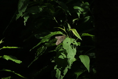 Hamadryas glauconome