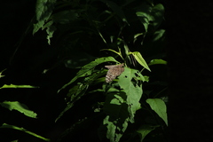 Hamadryas glauconome