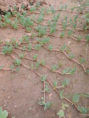 Lampranthus sociorum