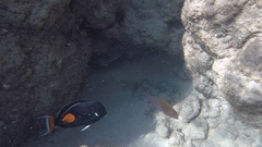 Acanthurus achilles