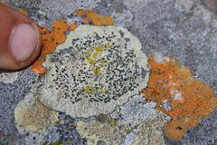 Diploicia africana