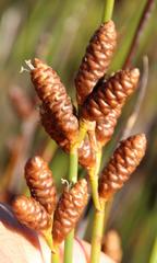 Nevillea obtusissima