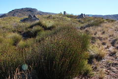 Nevillea obtusissima