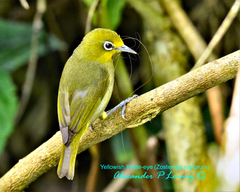 Yellowish White-Eye photo 2