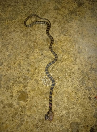 Oaxacan Cat-eyed Snake