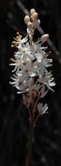 Bulbinella trinervis