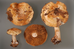 Cortinarius osmophorus