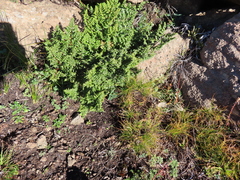 Cheilanthes quadripinnata