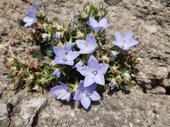Campanula fragilis fragilis
