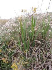 Watsonia marginata