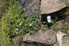 Lampranthus falciformis