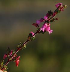 Erica intervallaris intervallaris