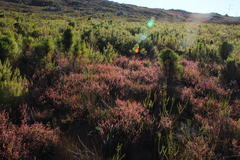 Erica intervallaris intervallaris