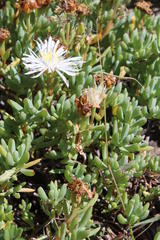 Lampranthus falciformis