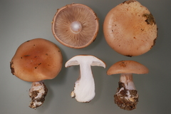 Cortinarius pseudoarcuatorum
