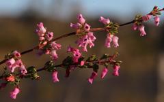 Erica intervallaris intervallaris
