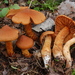 Cortinarius rubellus - Photo (c) Marco Floriani,  זכויות יוצרים חלקיות (CC BY-NC), uploaded by Marco Floriani