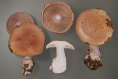 Cortinarius pseudoarcuatorum