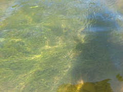 Potamogeton foliosus
