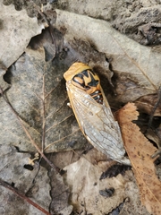 Megatibicen dealbatus