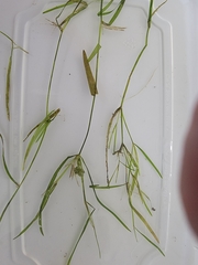 Potamogeton foliosus