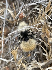 Dasymutilla magna