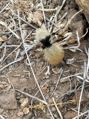 Dasymutilla magna