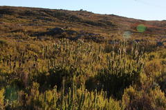 Mimetes capitulatus