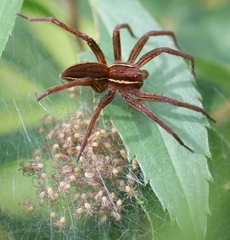Dolomedes striatus