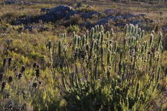 Mimetes capitulatus