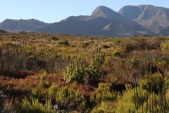 Mimetes capitulatus