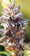 Mimetes capitulatus