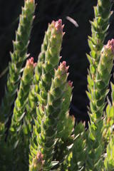 Mimetes capitulatus