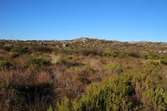 Mimetes capitulatus