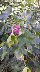 Malva assurgentiflora