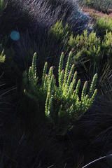 Mimetes capitulatus