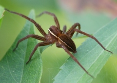 Dolomedes striatus