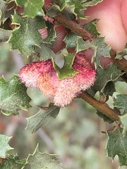 Andricus crystallinus