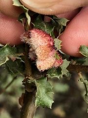 Andricus crystallinus