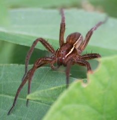 Dolomedes striatus