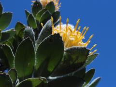 Leucospermum conocarpodendron conocarpodendron