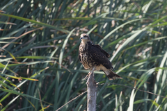 Rostrhamus sociabilis