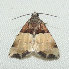 Cobubatha dividua